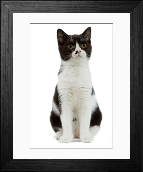 Framed Print : Cat - Black and white British shorthair kitten in studio Framed Print : Cat - Black and white British shorthair kitten in studio