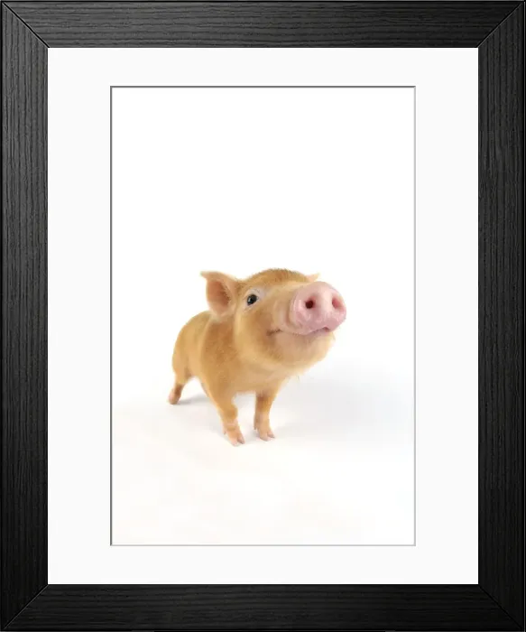 Framed Print : Pig. Tamworth piglet on white background Framed Print : Pig. Tamworth piglet on white background