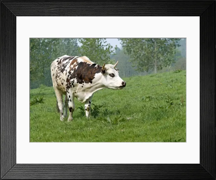 Framed Print : Cattle - Normandy Cow Framed Print : Cattle - Normandy Cow