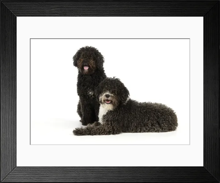 Framed Print : DOG. Spanish Water Dogs Framed Print : DOG. Spanish Water Dogs