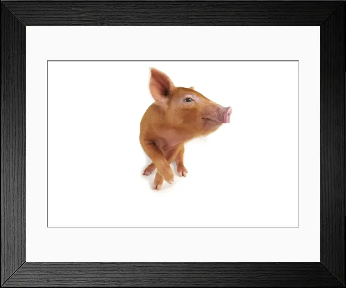 Framed Print : Pig. Tamworth piglet on white background Framed Print : Pig. Tamworth piglet on white background