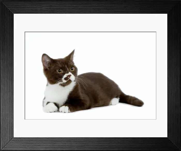 Framed Print : Cat - Black and white British shorthair kitten in studio Framed Print : Cat - Black and white British shorthair kitten in studio