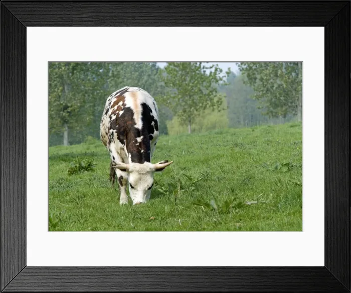 Framed Print : Cattle - Normandy Cow grazing