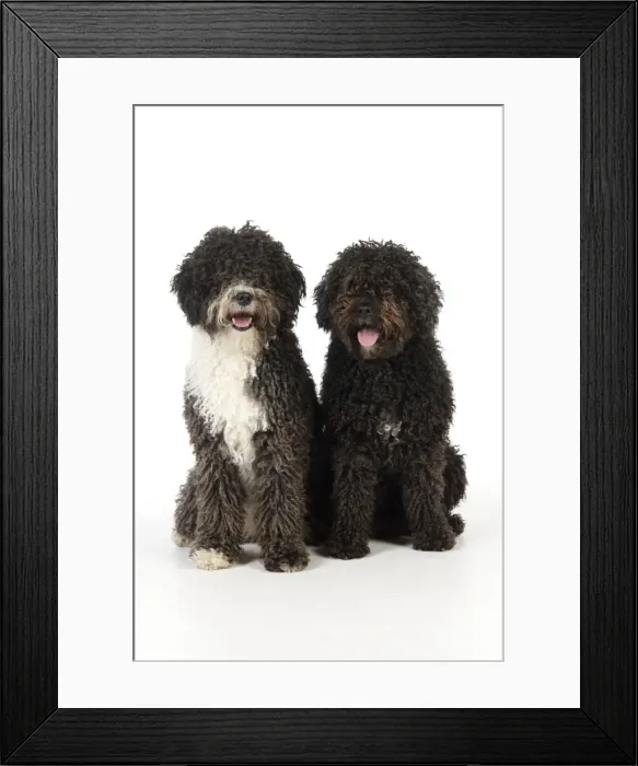 Framed Print : DOG. Spanish Water Dogs Framed Print : DOG. Spanish Water Dogs