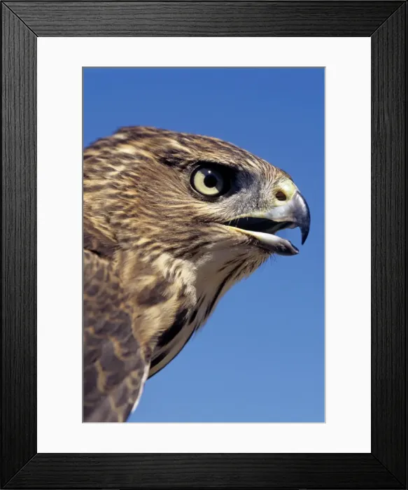 Framed Print : Cooper's Hawk - immature. Banding Station, New Haven, CT, USA Framed Print : Cooper's Hawk - immature. Banding Station, New Haven, CT, USA