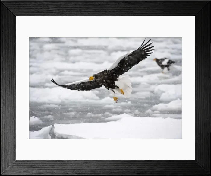 Framed Print : Steller's Sea Eagle - in flight over frozen sea - during snow storm - Hokkaido Island - Japan Framed Print : Steller's Sea Eagle - in flight over frozen sea - during snow storm - Hokkaido Island - Japan
