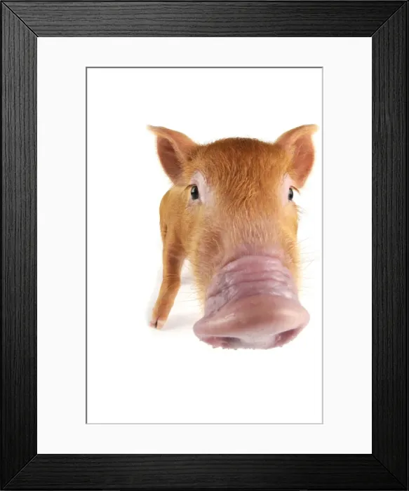 Framed Print : Pig. Tamworth piglet on white background