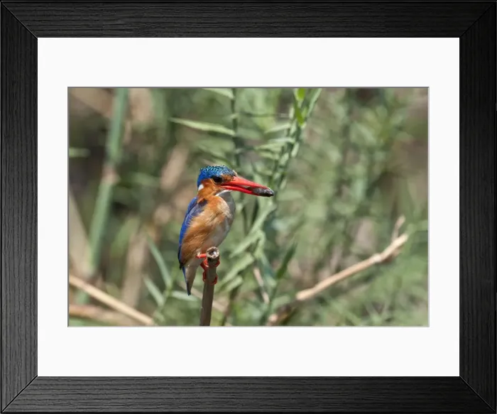 Framed Print : Malachite Kingfisher - with fish in bill - Okavango River - Botswana Framed Print : Malachite Kingfisher - with fish in bill - Okavango River - Botswana