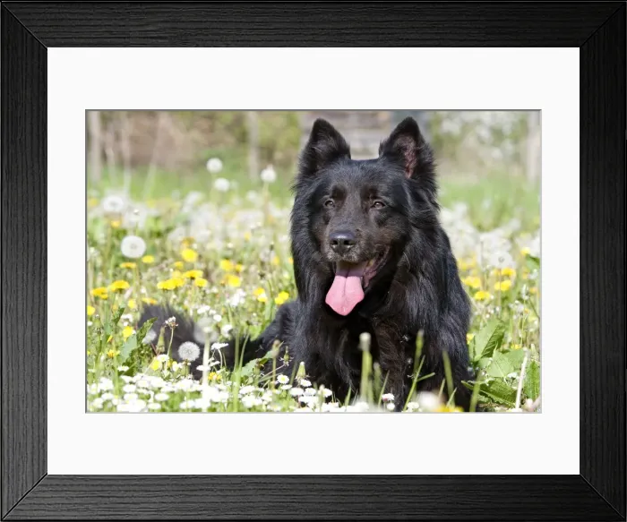 Framed Print : Dog - Groenendael / Belgian Shepherd Dog. Also known as Chien de Berger Belge Framed Print : Dog - Groenendael / Belgian Shepherd Dog. Also known as Chien de Berger Belge