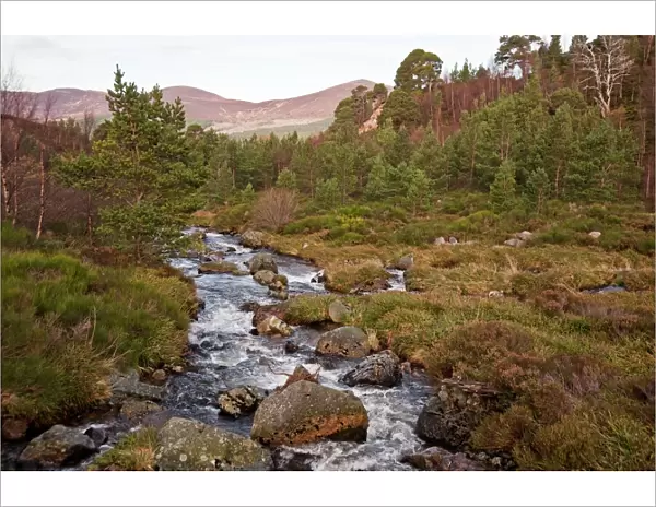Mountain stream - Cairngorm NP - Scotland