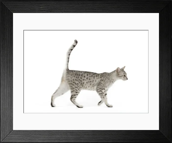 Framed Print : Cat - Egyptian Mau - black silver spotted in studio Framed Print : Cat - Egyptian Mau - black silver spotted in studio