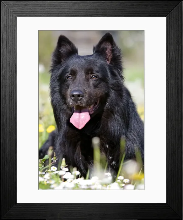 Framed Print : Dog - Groenendael / Belgian Shepherd Dog. Also known as Chien de Berger Belge Framed Print : Dog - Groenendael / Belgian Shepherd Dog. Also known as Chien de Berger Belge