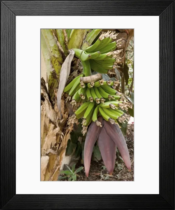 Framed Print : Dwarf Banana. Location - Hotel Quinta Splendida Botanical Gardens, Madeira, February. Here we see a development stage of the young banana, with the pinkish flowers below