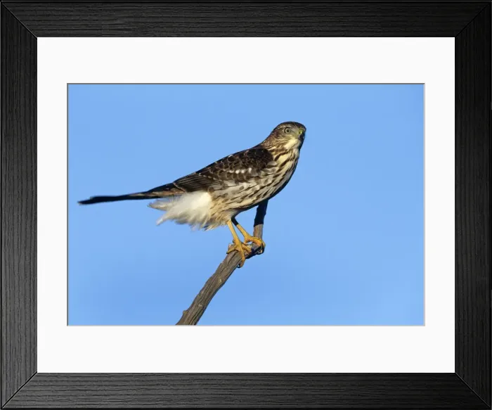 Framed Print : Cooper's Hawk - Junvenile on branch. Cape May, New Jersey, USA Framed Print : Cooper's Hawk - Junvenile on branch. Cape May, New Jersey, USA