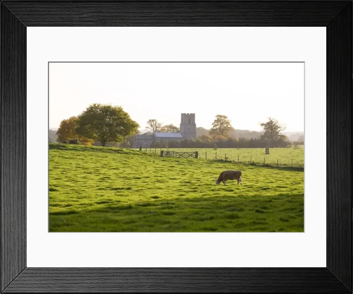 Framed Print : Cow - grazing on pasture behind Felbrigg Church - Norfolk - UK