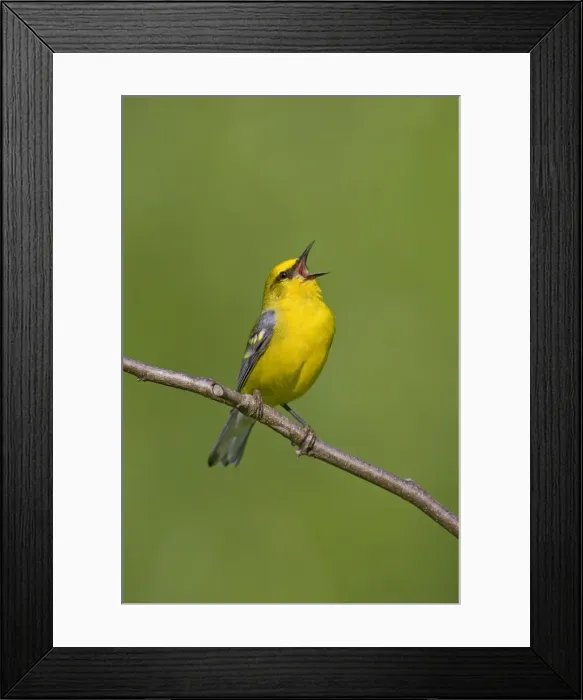 Framed Print : Blue-winged Warbler, singing on breeding territory in spring. Notice this bird has some yellow in wingbars and is actually mated to a Brewster's Warbler hybrid. June in Connecticut Framed Print : Blue-winged Warbler, singing on breeding territory in spring. Notice this bird has some yellow in wingbars and is actually mated to a Brewster's Warbler hybrid. June in Connecticut