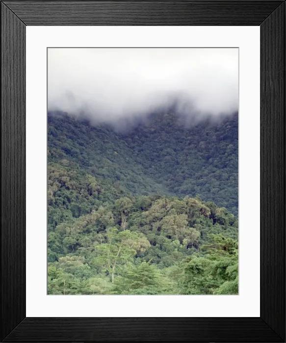 Framed Print : Lowland tropical rainforest Cape Tribulation Section, Daintree National Park, Queensland, Australia, wet season JFL00140 Framed Print : Lowland tropical rainforest Cape Tribulation Section, Daintree National Park, Queensland, Australia, wet season JFL00140