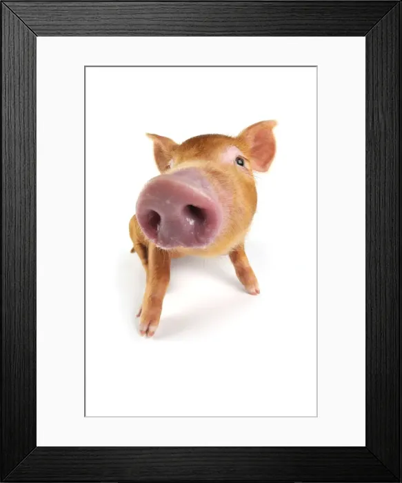 Framed Print : Pig. Tamworth piglet on white background Framed Print : Pig. Tamworth piglet on white background