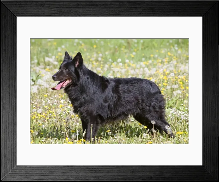 Framed Print : Dog - Groenendael  /  Belgian Shepherd Dog. Also known as Chien de Berger Belge