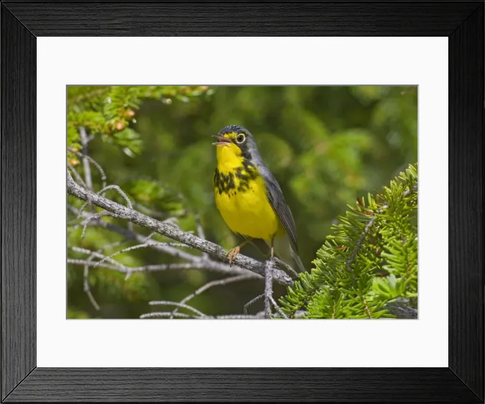Framed Print : Canada Warbler. Adult singing male on breeding territory in spring. June in northern Maine, USA Framed Print : Canada Warbler. Adult singing male on breeding territory in spring. June in northern Maine, USA