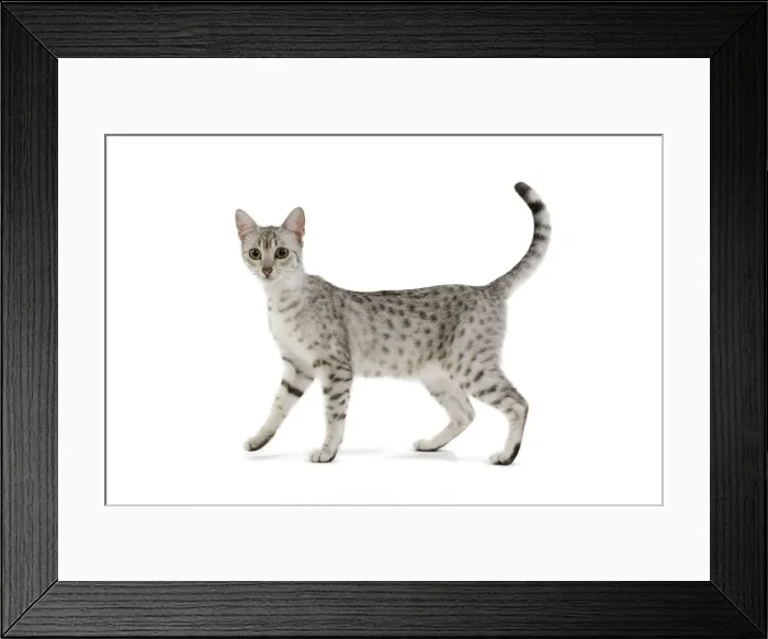 Framed Print : Cat - Egyptian Mau - black silver spotted in studio Framed Print : Cat - Egyptian Mau - black silver spotted in studio