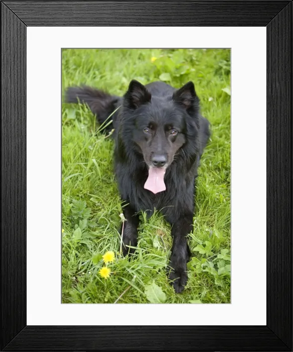 Framed Print : Dog - Groenendael / Belgian Shepherd Dog. Also known as Chien de Berger Belge Framed Print : Dog - Groenendael / Belgian Shepherd Dog. Also known as Chien de Berger Belge