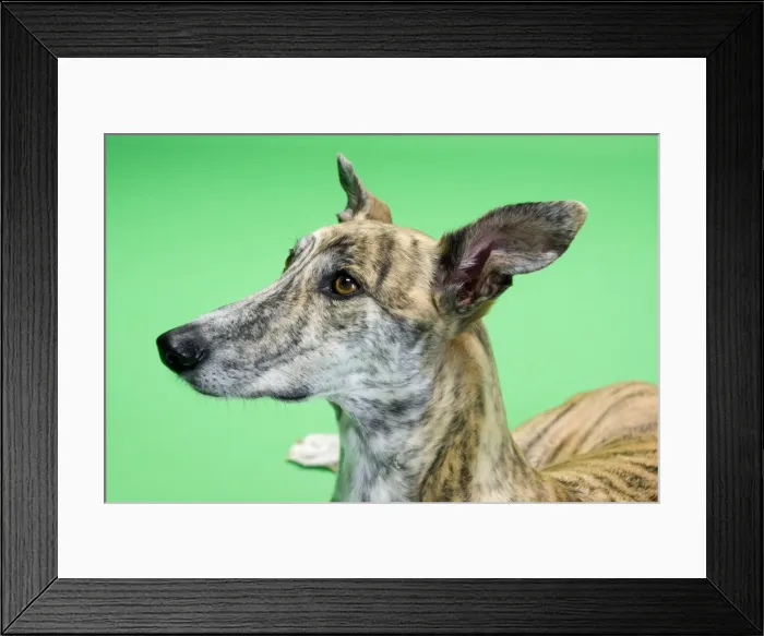 Framed Print : Dog - Greyhound - female Framed Print : Dog - Greyhound - female