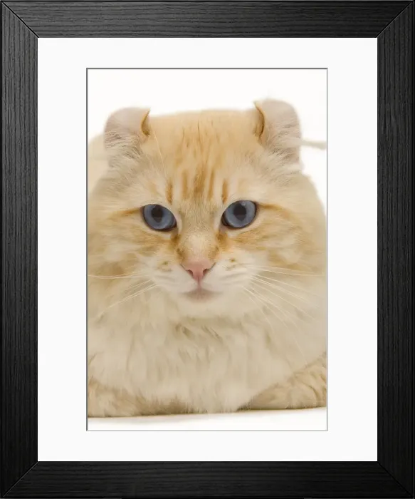Framed Print : Cat - American Curl red tabby in studio Framed Print : Cat - American Curl red tabby in studio