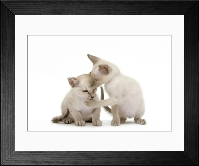 Framed Print : Cat - Siamese - two kittens in studio grooming each other Framed Print : Cat - Siamese - two kittens in studio grooming each other