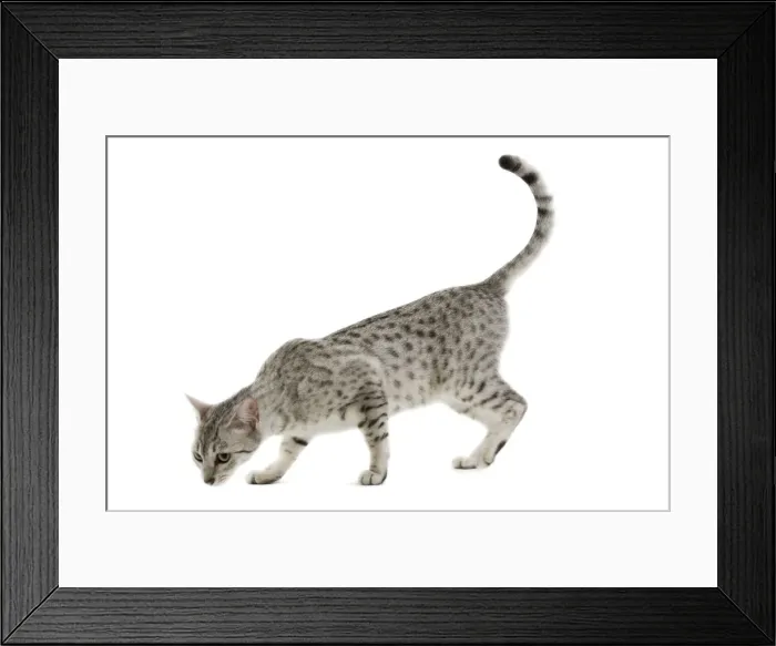 Framed Print : Cat - Egyptian Mau - black silver spotted in studio Framed Print : Cat - Egyptian Mau - black silver spotted in studio