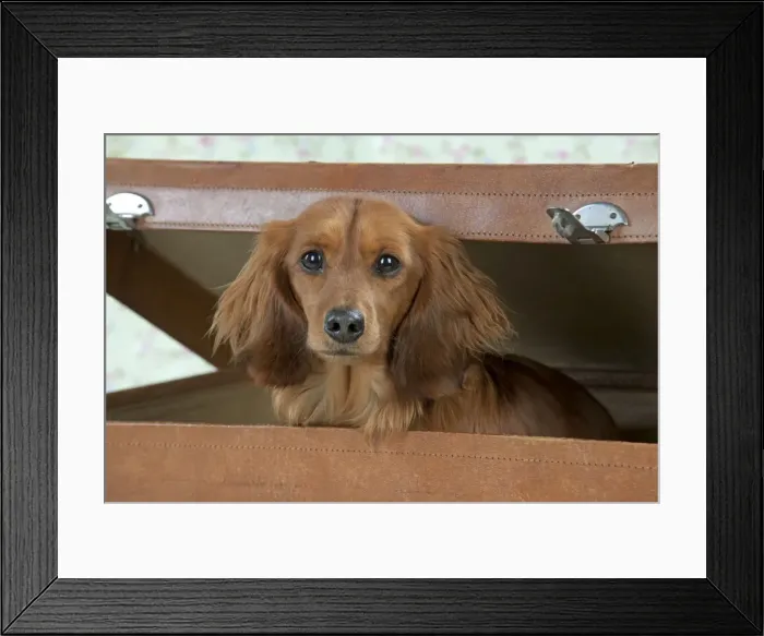 Framed Print : Dog - Miniature Long Haired Dachshund - sitting in a suitcase Framed Print : Dog - Miniature Long Haired Dachshund - sitting in a suitcase