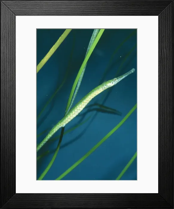 Framed Print : Bay Pipefish In Eelgrass (shallow water), San Francisco Bay, California, USA. Syngnathus leptorhynchus © Ken Lucas / ARDEA LONDON Framed Print : Bay Pipefish In Eelgrass (shallow water), San Francisco Bay, California, USA. Syngnathus leptorhynchus © Ken Lucas / ARDEA LONDON