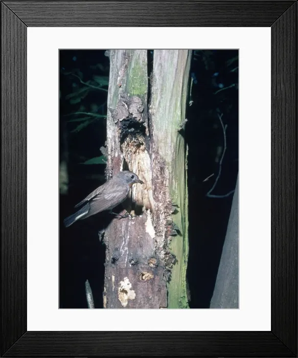 Framed Print : Red-breasted Flycatcher - at nest Framed Print : Red-breasted Flycatcher - at nest