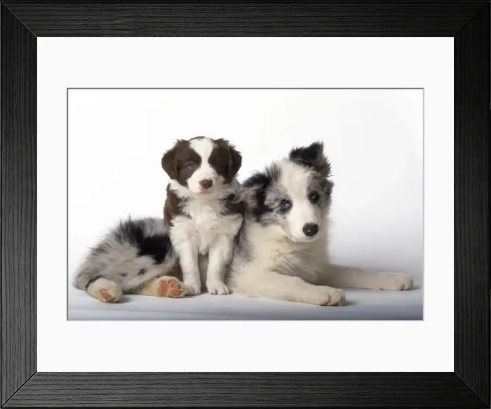 Framed Print : Border Collie Dog - puppies