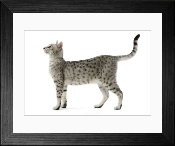 Framed Print : Cat - Egyptian Mau - black silver spotted in studio Framed Print : Cat - Egyptian Mau - black silver spotted in studio