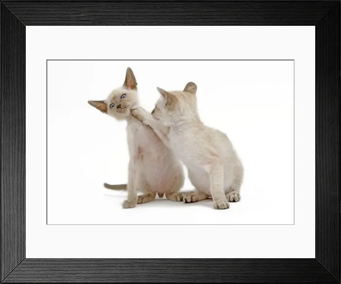 Framed Print : Cat - Siamese - two kittens in studio play fighting Framed Print : Cat - Siamese - two kittens in studio play fighting