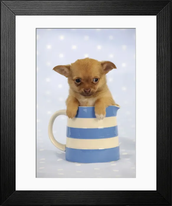 Framed Print : DOG. Chihuahua puppy sitting in jug Framed Print : DOG. Chihuahua puppy sitting in jug