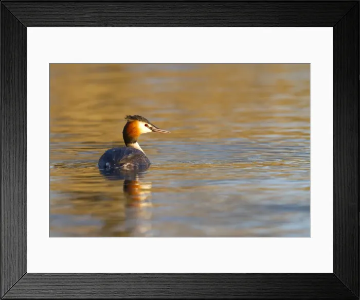 Framed Print : Great Crested Grebe - single adult on lake - Wiltshire - England - UK Framed Print : Great Crested Grebe - single adult on lake - Wiltshire - England - UK