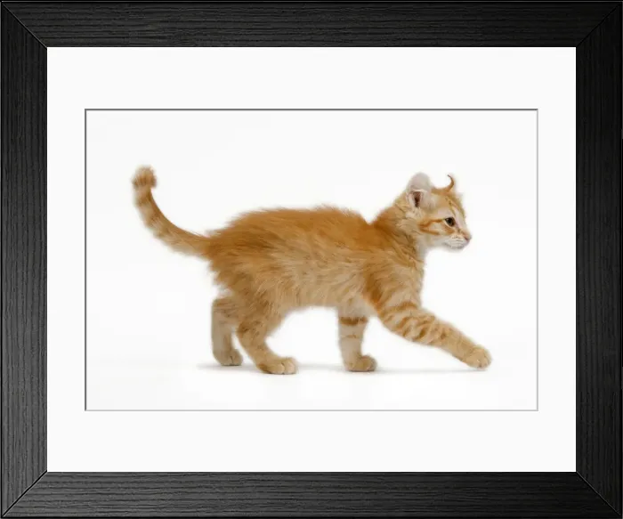 Framed Print : Cat - American Curl red tabby kitten in studio Framed Print : Cat - American Curl red tabby kitten in studio