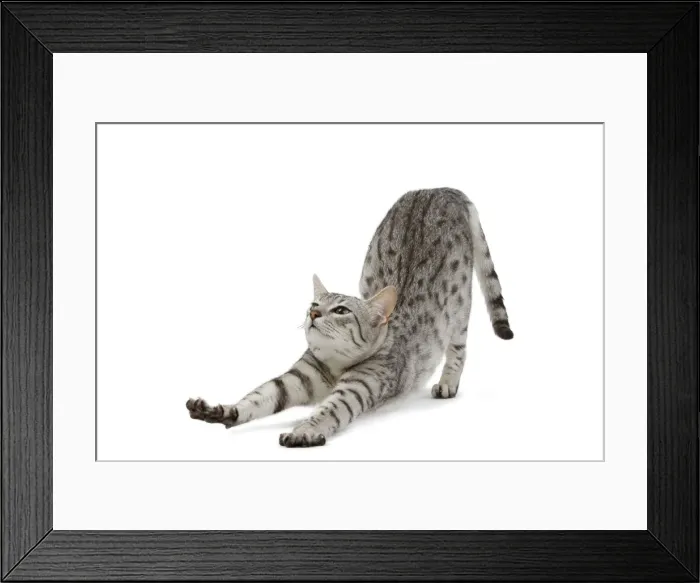 Framed Print : Cat - Egyptian Mau - black silver spotted in studio Framed Print : Cat - Egyptian Mau - black silver spotted in studio