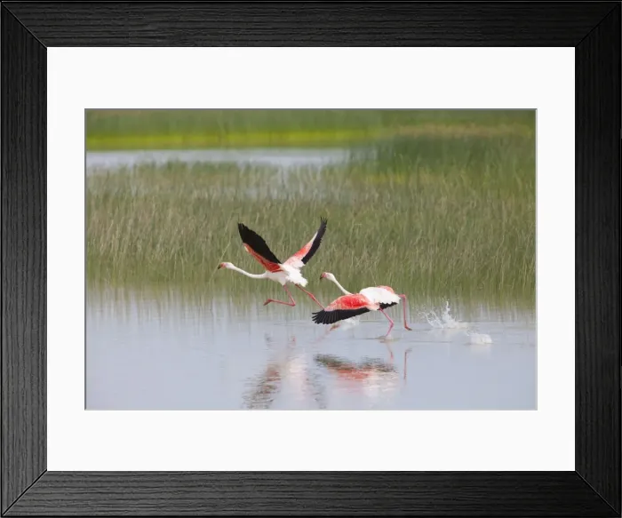 Framed Print : Greater Flamingo - pair taking flight from lagoon - Southern Spain Framed Print : Greater Flamingo - pair taking flight from lagoon - Southern Spain