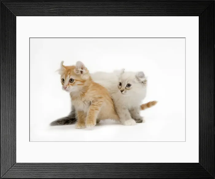 Framed Print : Cat - two American Curl red tabby kittens in studio Framed Print : Cat - two American Curl red tabby kittens in studio
