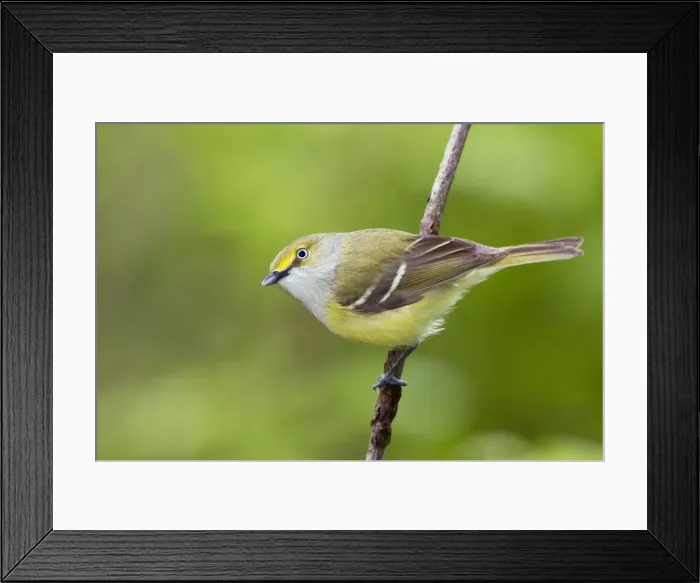 Framed Print : White-eyed Vireo - spring - Connecticut - USA Framed Print : White-eyed Vireo - spring - Connecticut - USA