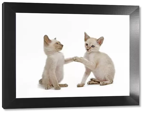 Cat - Siamese - two kittens in studio play fighting