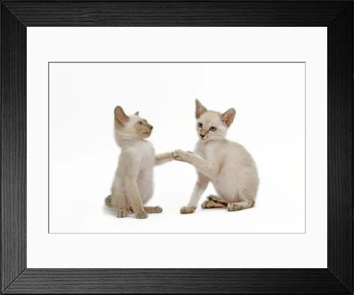 Framed Print : Cat - Siamese - two kittens in studio play fighting Framed Print : Cat - Siamese - two kittens in studio play fighting