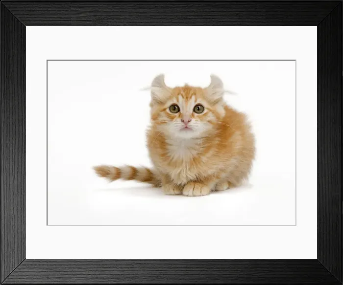 Framed Print : Cat - American Curl red tabby kitten in studio Framed Print : Cat - American Curl red tabby kitten in studio