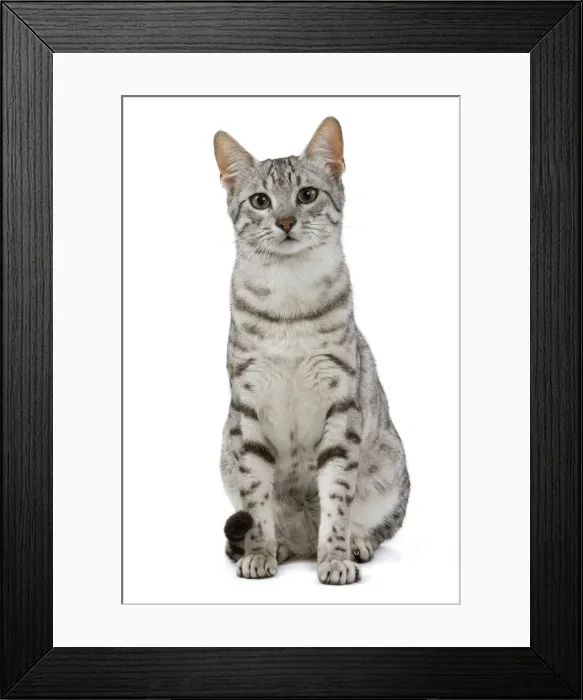 Framed Print : Cat - Egyptian Mau - black silver spotted in studio Framed Print : Cat - Egyptian Mau - black silver spotted in studio