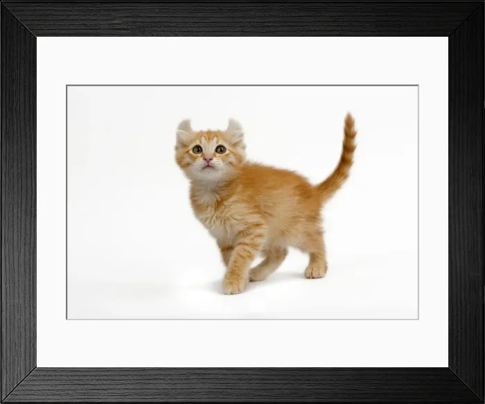 Framed Print : Cat - American Curl red tabby kitten in studio Framed Print : Cat - American Curl red tabby kitten in studio