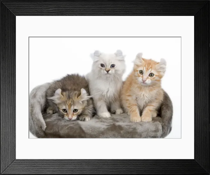 Framed Print : Cat - American Curl kittens in studio Framed Print : Cat - American Curl kittens in studio