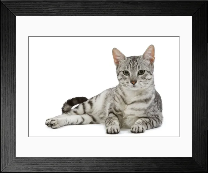 Framed Print : Cat - Egyptian Mau - black silver spotted in studio Framed Print : Cat - Egyptian Mau - black silver spotted in studio